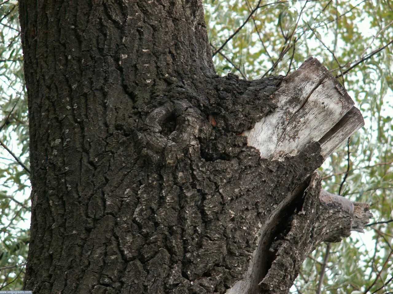 Морозобойные трещины. Еловый сук. Ветка дерева. Сук дерева. Сук фото.