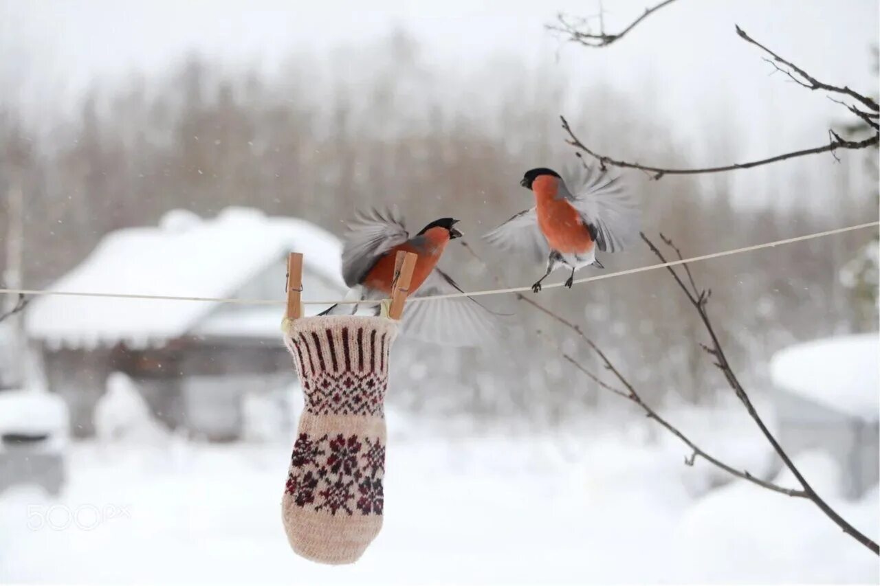 Cold bird. Птицы зимой. Снегири на снегу. Снегири зимой. Снегири в зимнем лесу.