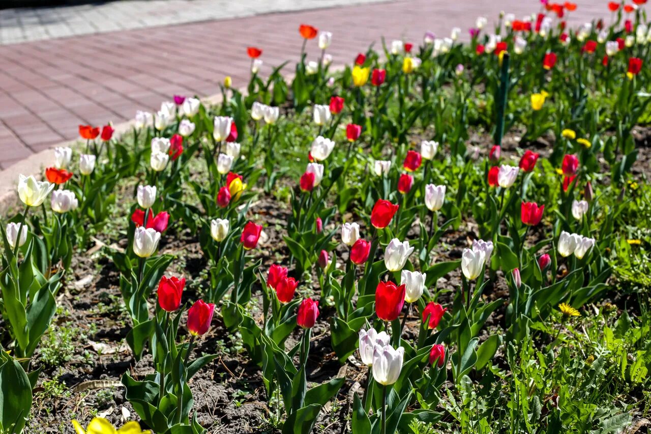 Клумба с тюльпанами. Тюльпаны на клумбе фото. Тюльпаны картинки. Бишкек тюльпаны.