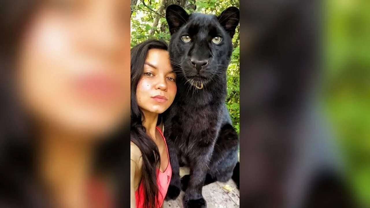 Пантера луна в каком городе. Пума луна. хозяйка пантеры луны. пантера luna виктория. хозяйка пумы луна.