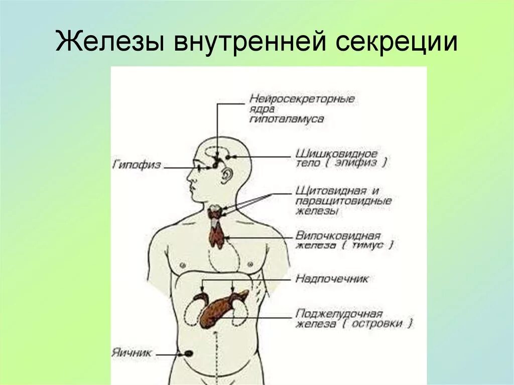 Схема расположения желез внутренней секреции организма. Железы внутренней секреции анатомия. Рис 59 железы внутренней секреции. Расположение желез внутренней секреции рисунок.