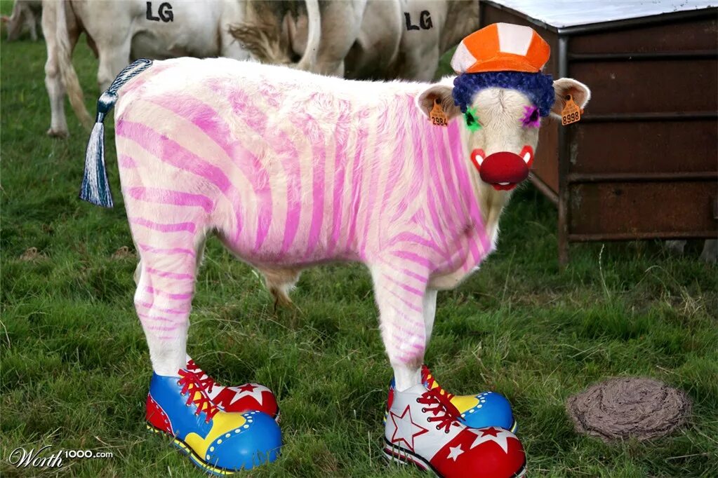Корова клоун. Животные клоуны. Животное клоун. Фото клоунов животных. Смешные фотожабы животных.