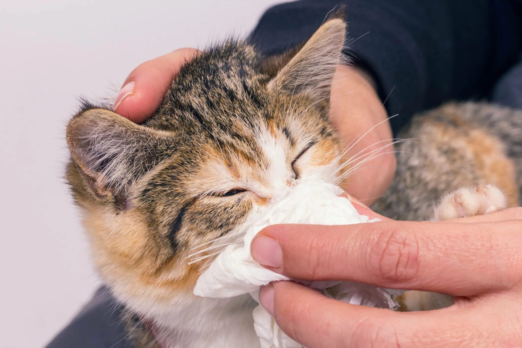 Чем лечить насморк у кота в домашних