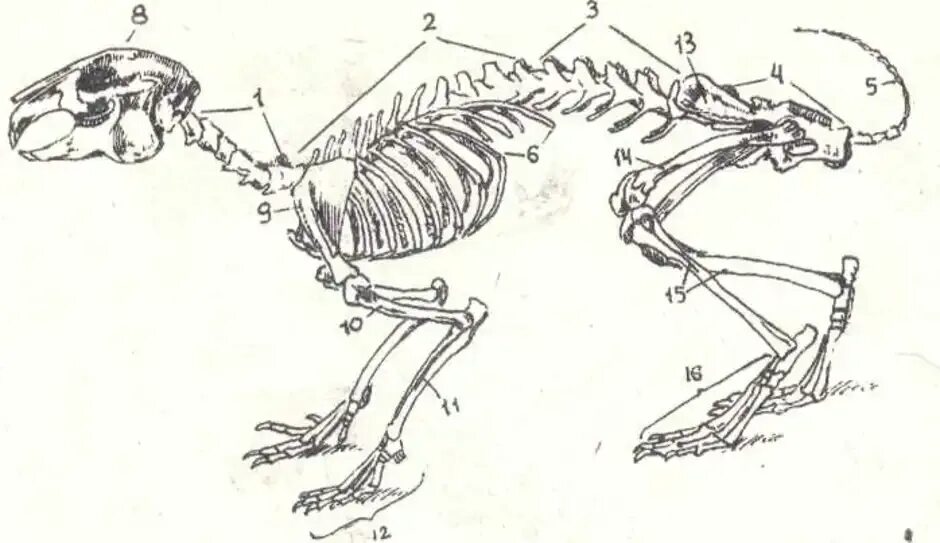 Скелет млекопитающих кролик. Скелет кролика биология 7 класс. Строение скелета млекопитающих кролика. Строение скелета кролика.