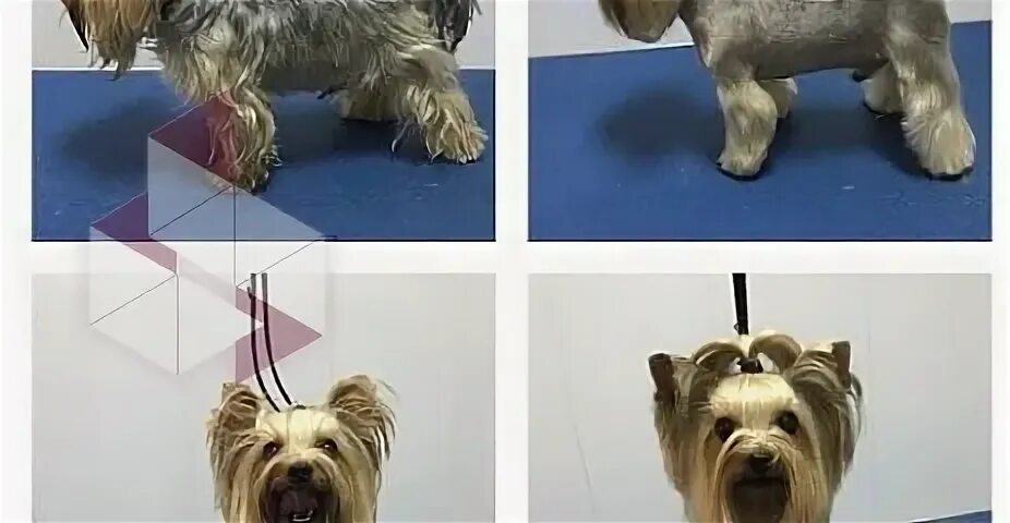 Стрижка собак ленинский. Стрижка собак ленинский