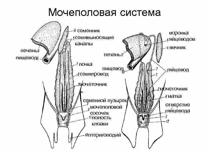 Выделительная система органов рыб строение. Строение выделительной системы хрящевых рыб. костные рыбы строение выделительной системы. мочеполовая система хрящевых рыб. строение выделительной системы костных рфб.