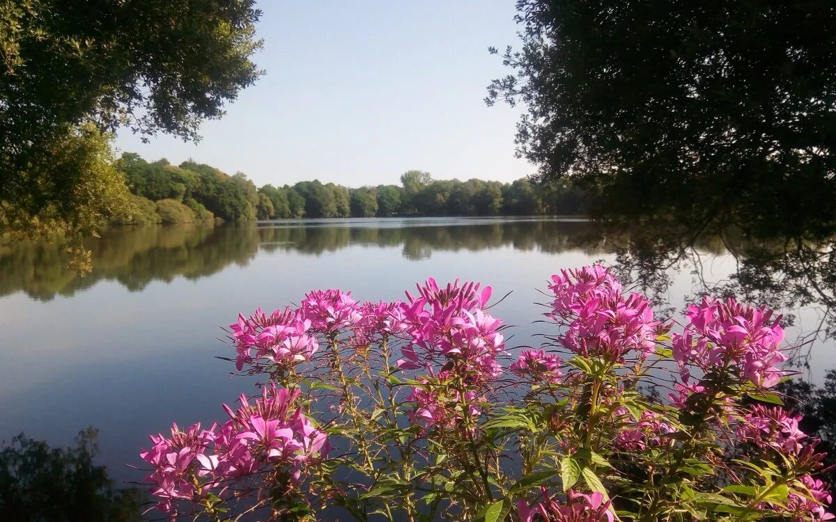 Река Березайка лето цветы. Цветы у реки. Растения рек. Озеро цветы.