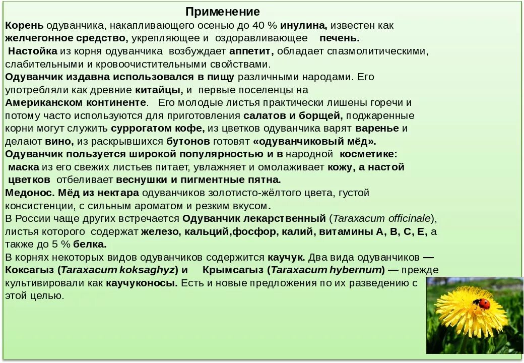 Свойства одуванчика для человека. Чем полезен корень одуванчика. Корень одуванчика польза. Корень одуванчика показания.