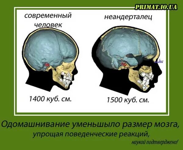 Эволюция размера мозга. Мозг неандертальца и современного человека. Объем мозга. Размер мозга неандертальца. Череп неандертальца и современного человека.