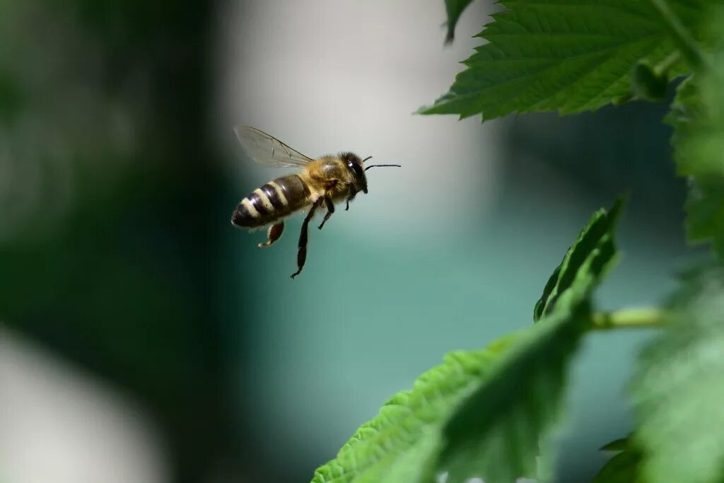 Bee fly. Пчела в полете. Полет пчелы. Пчелка в полете. Пчела летит.