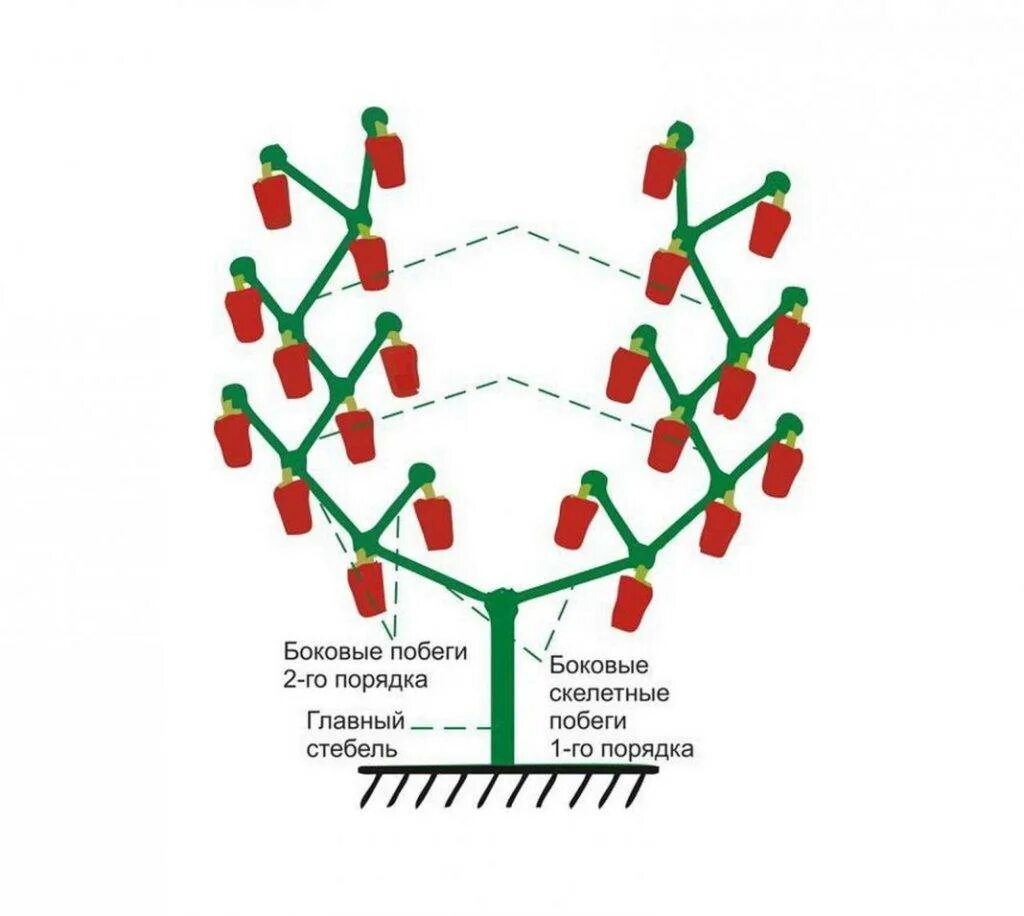 Нужно ли прищипывать перец. Формировка перца в теплице схема. Схема пасынкования перца в открытом грунте. Формировка перца в открытом грунте схема. Формирование перцев в теплице схема.