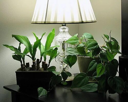 inside plants with flowers inside plants plants and flowers Inside plants, Cool 