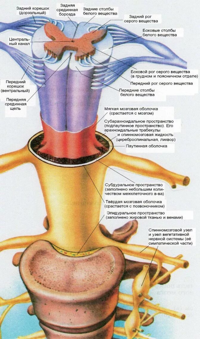 Строение позвоночника и спинного мозга. Строение спинного мозга анатомия. Позвоночник строение анатомия и спинной мозг. Дуральный мешок спинного мозга.