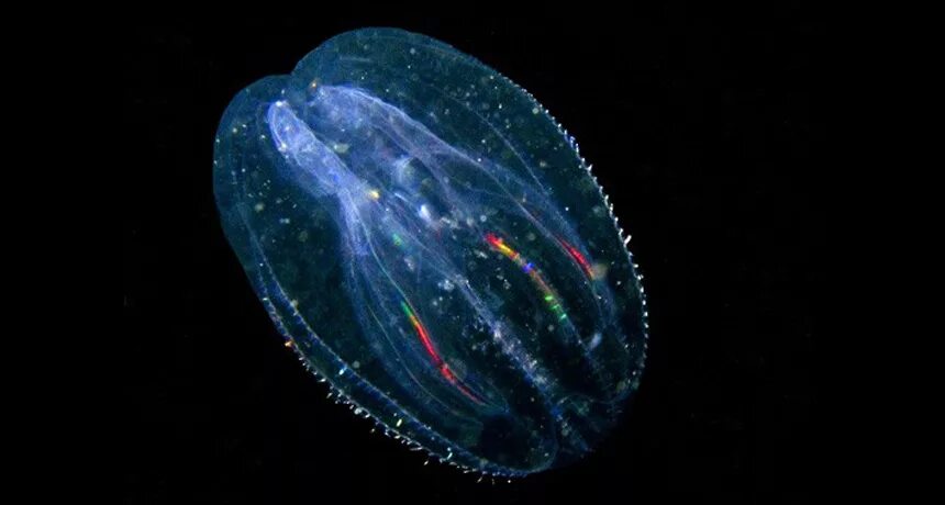 Comb jellies. Медуза Гребневик черного моря. Гребневик мнемиопсис. Мнемиопсис медуза в черном море. Гребневик в черном море.