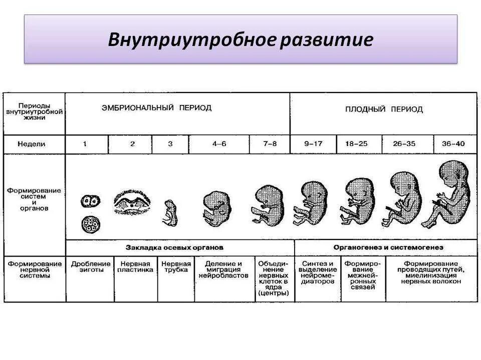 Этапы внутриутробного развития человека таблица. Этапы эмбрионального периода таблица. Схема периодов внутриутробного развития плода. . Периодизация на этапе внутриутробного развития плода. Особенности внутриутробного развития человека