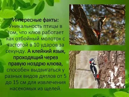 5 фактов о дятле