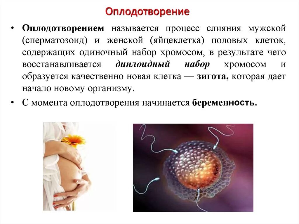 Беременность и роды биология 8. Процесс оплодотворени. Процесс оплодотворения. Процессы развития оплодотворенной яйцеклетки. Процесс в оплодотворенной яйцеклетке.