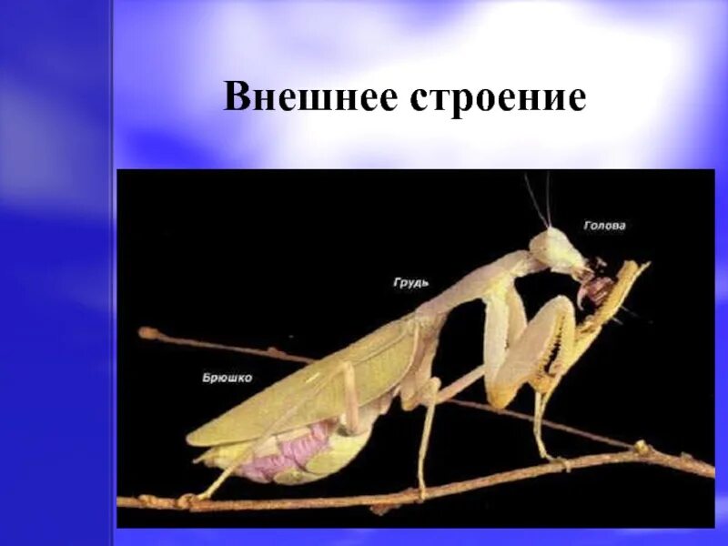 Богомол строение тела. Строение тела богомолов. Богомол зеленый. Внешнее строение богомола. Богомол обыкновенный.