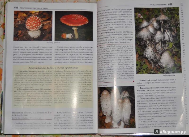 Атлас определитель от земли до неба грибы. Атлас-определитель грибы ядовитые и съедобные. Атлас определитель грибы 2 класс. Атлас определитель 3 класс грибы и растения. Атлас определитель 3 класс грибы и растения.