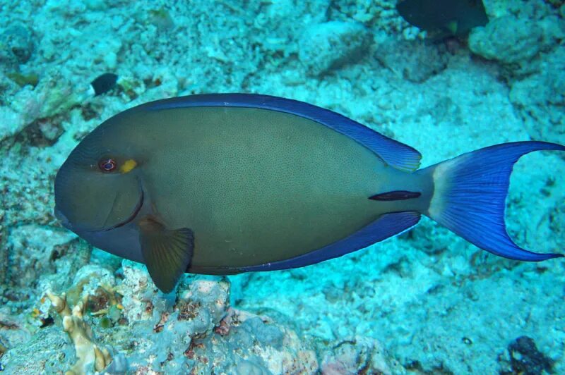 Рыба хирург почему. Acanthurus blochii. Acanthurus рыба хирург. Рыба хирург Кольцехвостый. Хирург Кольцехвостый Acanthurus blochii.