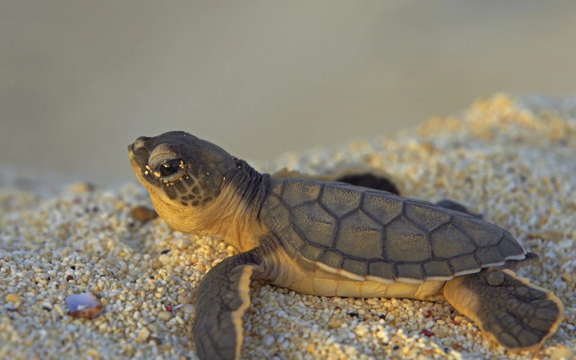 Черепахи весной. Капская черепаха. Морская черепаха маленькая. Маленькие Черепашата. Маленькие морские Черепашки.