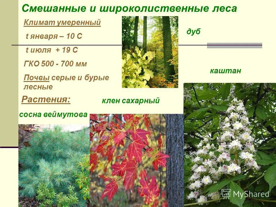 Климат вшироколистных лесах. Климат смешанных и широколиственных лесов 4 класс. Средняя температура июля в широколиственных лесах. Средняя температура июля в широколиственных лесах. Средняя температура июля в широколиственных лесах.