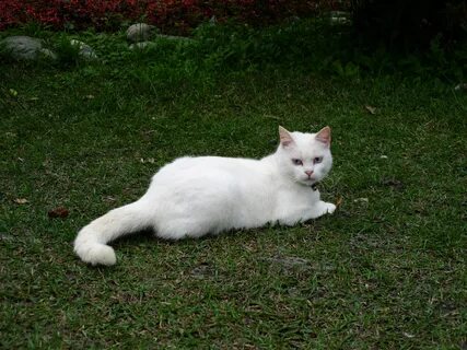 Большая белая кошка