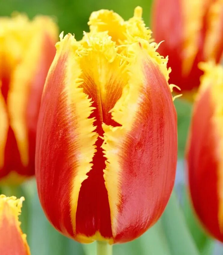 Wallpaper : flowers, red, orange, colors, Nikon, tulips, d300, nikond300 4288x28