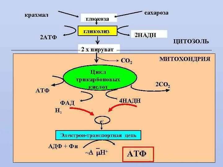 Схема реакции аэробного гликолиза Глюкозы. Гликолиз Глюкозы схема. Аэробный гликолиз схема. Процесс гликолиза формула. Последовательность этапов атф