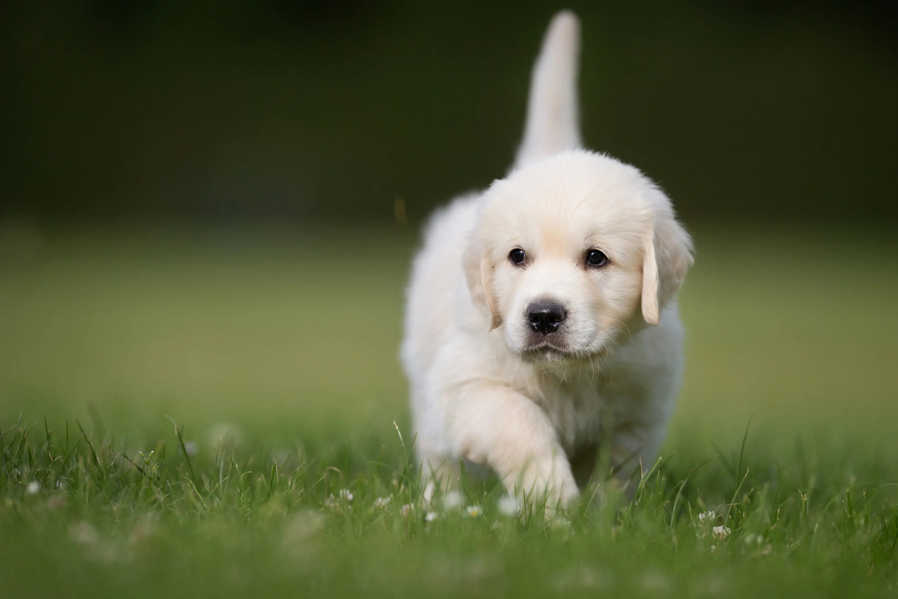 Фон на рабочий стол компьютера лабрадор. Золотистый ретривер черной масти. Golden Retriever Puppy cute. Щенок золотистого ретривера гладят. K pets