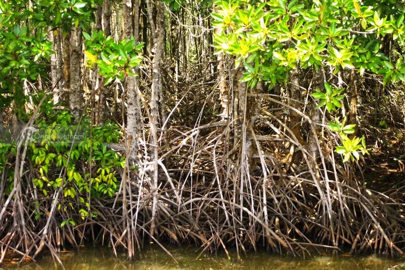 Мангровые заросли танзания. Как вырастить мангровое дерево. Мангровый лес пхукет. Мангровые леса тай. Ризофора мангровая.