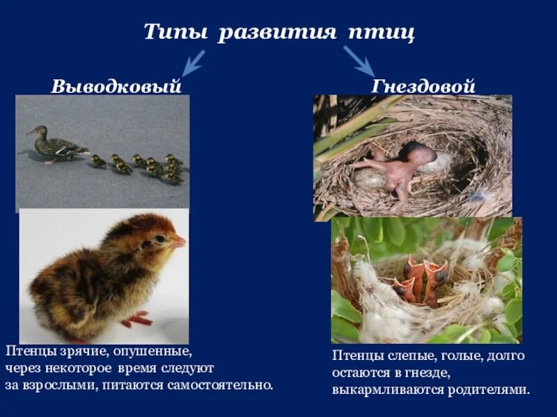 Типы развития птиц выводковые гнездовые. Типы развития птенцов гнездовой. Выводковый Тип развития птенцов характерен для. Типы развития птенцов птенцовый и гнездовой.