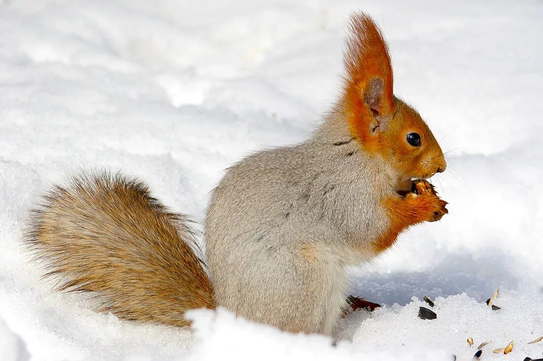 картина белка зимой для детей. размножение бельчонка. обыкновенная белка презентация. белка питается желудями. среда обитания белки обыкновенной.