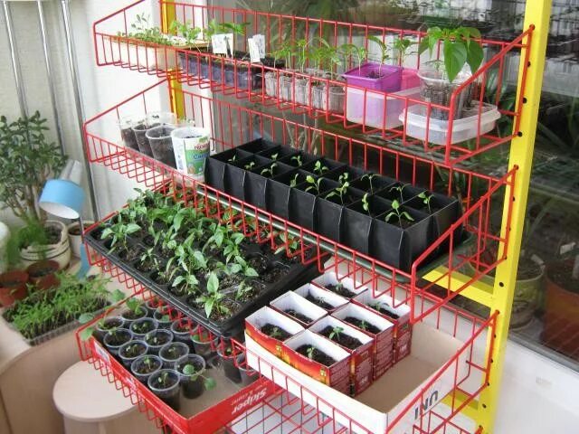 Лучший магазин рассады. Стеллаж под рассаду. ящик для рассады. стеллаж для рассады на балкон. стеллаж для рассады с подсветкой.
