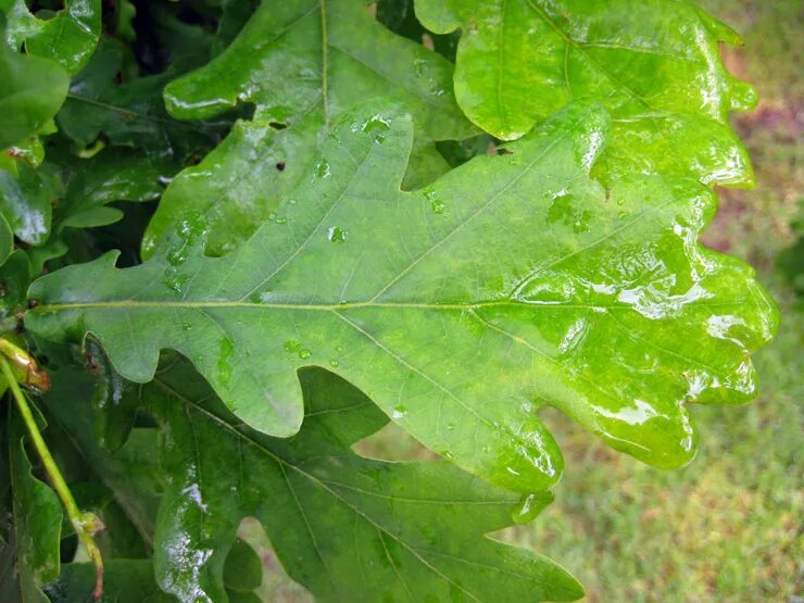 Дуб черешчатый Quercus Robur 'Fastigiata'. Дуб черешчатый "Фастигиата" (Quercus Robur "Fastigiata"). 3. Quercus Robur- дуб черешчатый. Дуб черешчатый бурая пятнистость. Диаметр дуба черешчатого