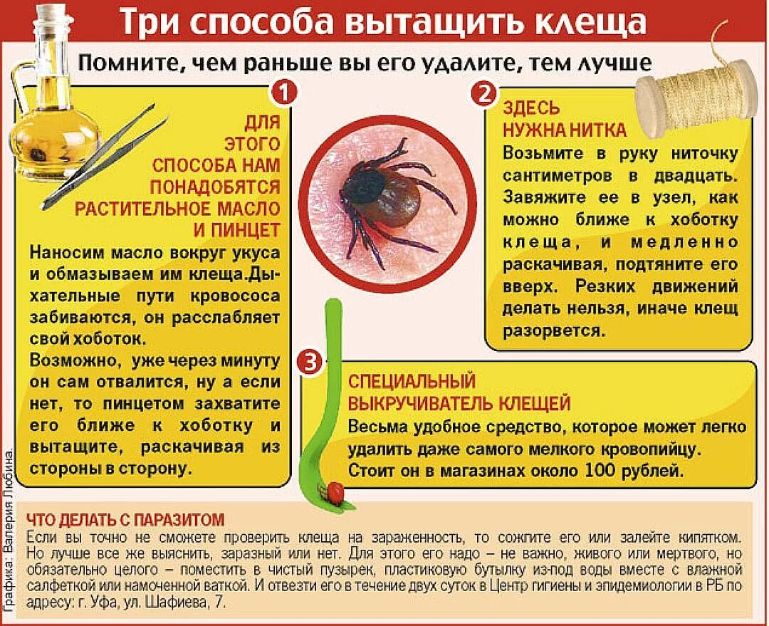 Удалить клеща в домашних условиях самостоятельно. Как достать клеща и чем обработать. Ккаккк выдавитььь кклещща. Как вытащить клеща у человека.