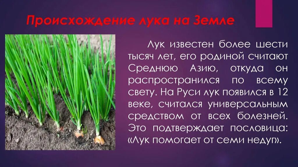 Значение луковых