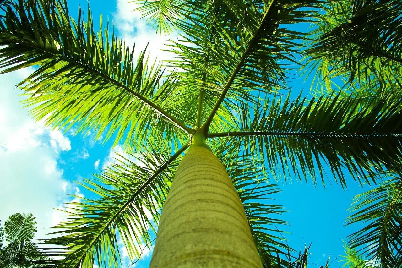 Palma. Пальмы. Паьлма. Красивые пальмы. Сердцевина пальмы.