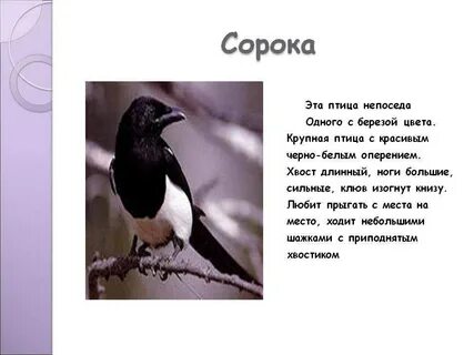 В размере сорока или сорок тысяч