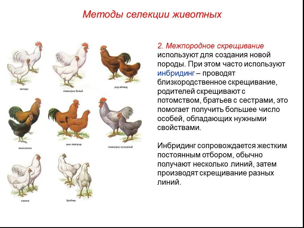 Скрещивание кур разных пород