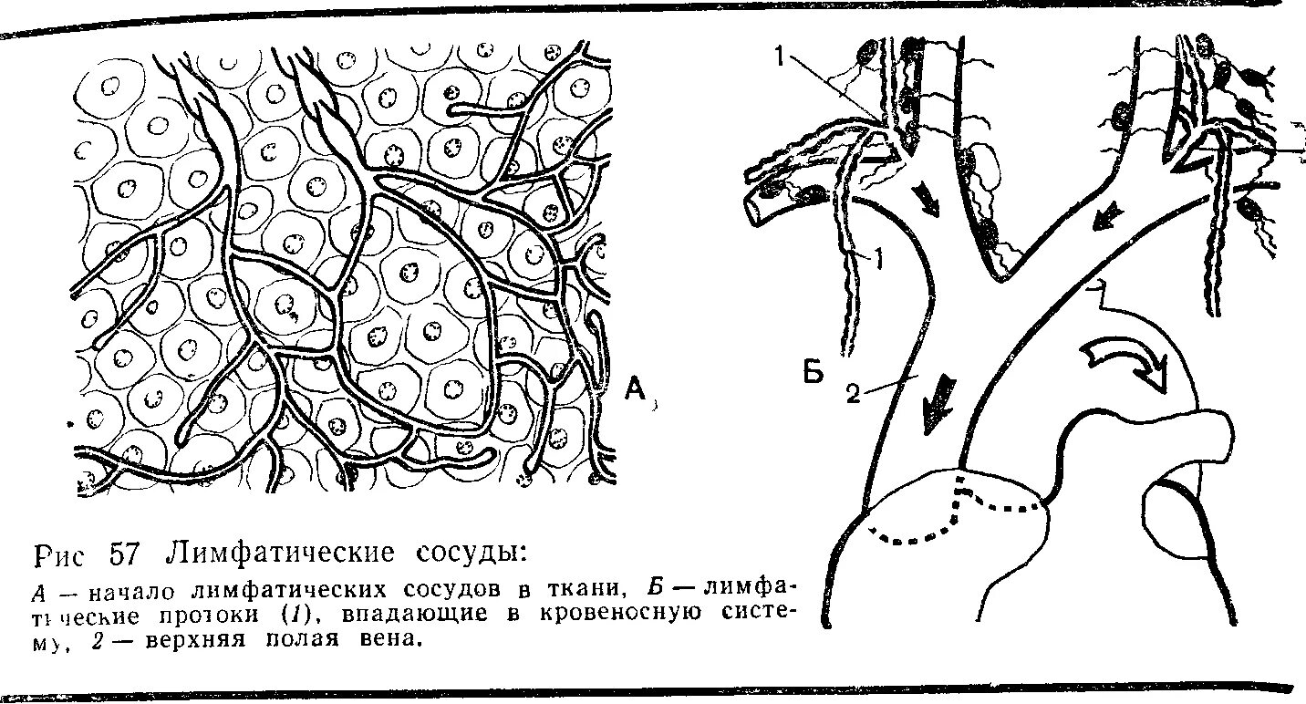 Начало лимфатических сосудов. Схема строения лимфатического сосуда. Поверхностные лимфатические узлы КРС. Лимфатические протоки животных. Анатомия лимфатическая система КРС.