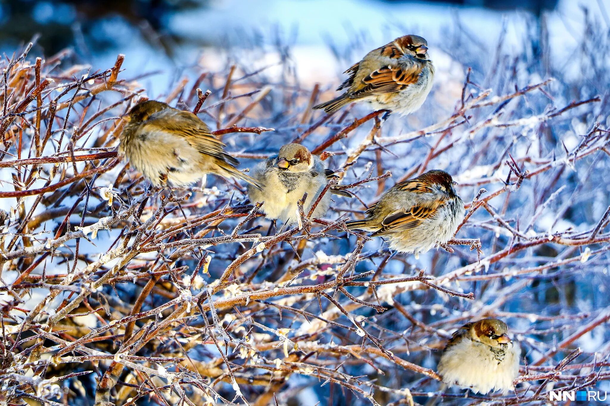 Стайка птиц. Птицы севера. Воробушки зимой. Воробьи зимой в городе. Маленькие птички зимой в городе.