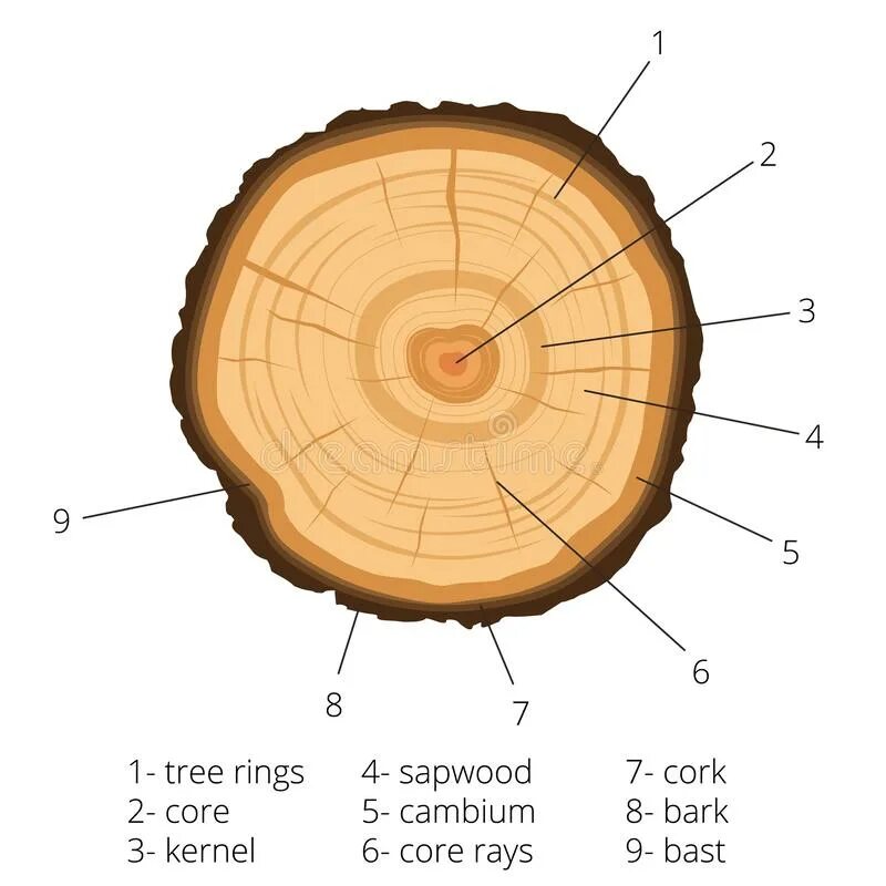 Какое сечение дерева. Сечение дерева. Сечение древесины. Поперечное сечение дерева. Годичные кольца баобаба.