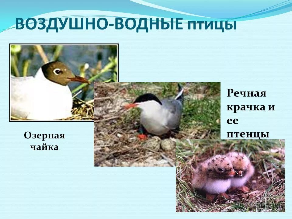 Обитатели наземно-воздушной среды. Живые организмы наземно воздушной среды. Воздушно-наземная среда обитания. Представители воздушных. Воздушные знаки: близнецы, весы, водолей.