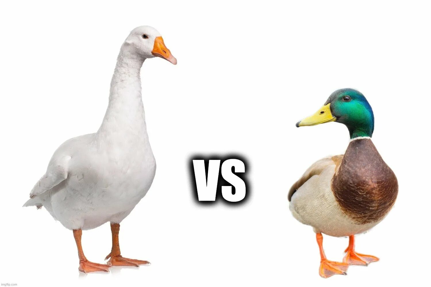 Goose Goose Duck. Goose vs Duck. Goose Goose Duck игра. Duck down.