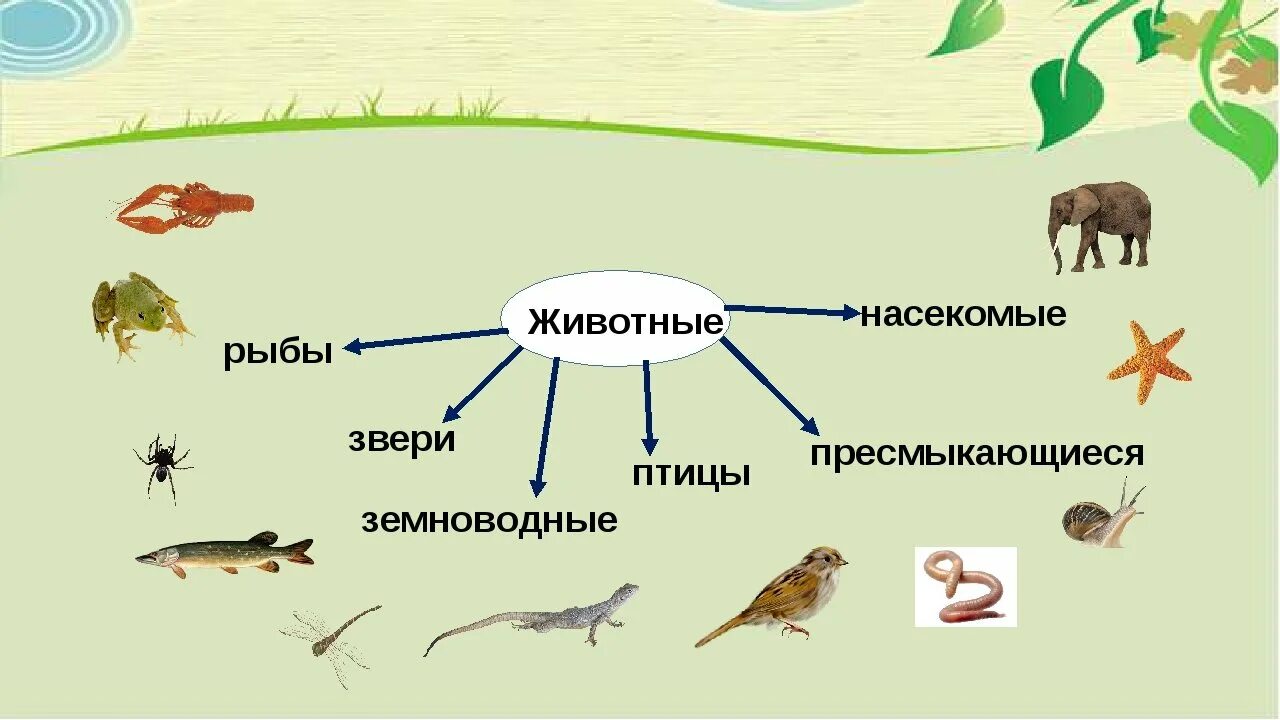 Птицы, рыбы и звери. Группы животных. Животные звери птицы рыбы насекомые. Насекомые рыбы птицы звери.