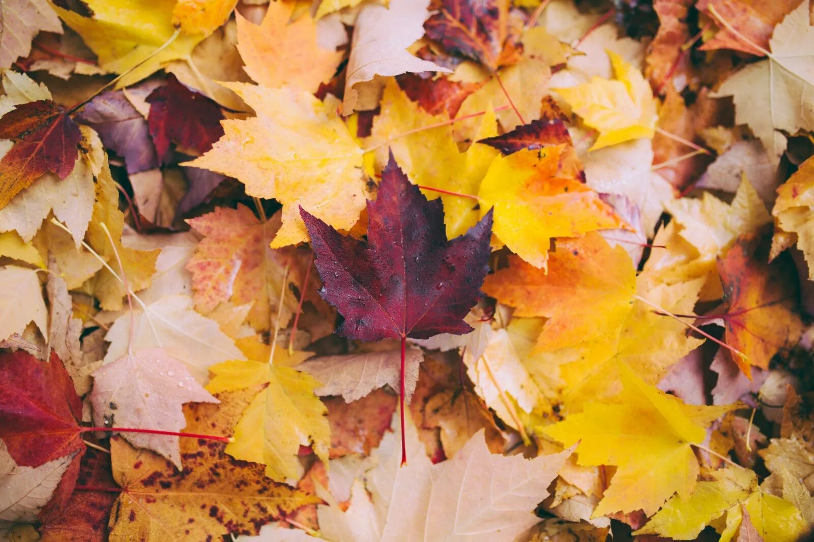 Книга падают листья. Осень листья. Осенняя листва. Осенний листопад. Кленовый лист.