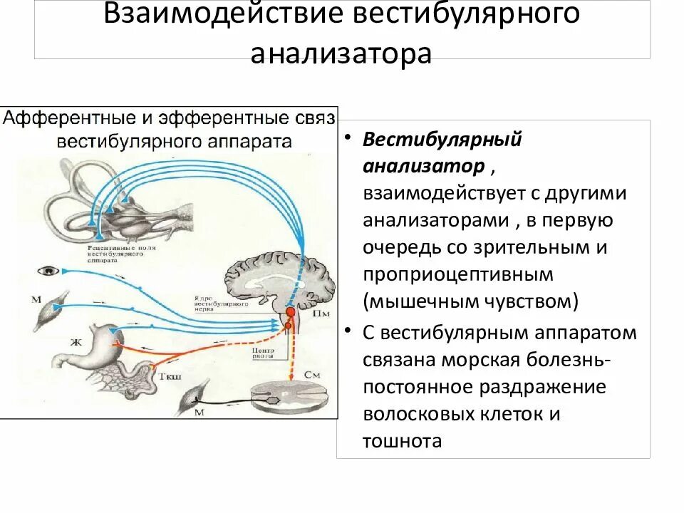 Анатомия вестибулярного анализатора. Схема вестибулярного анализатора. Строение вестибулярного анализатора анализатора. Строение вестибулярного анализатора таблица.