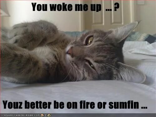 Wake me up cat. Wake me up cat. Давай пожалею. Cat up. Кот закрывает рот собаке.