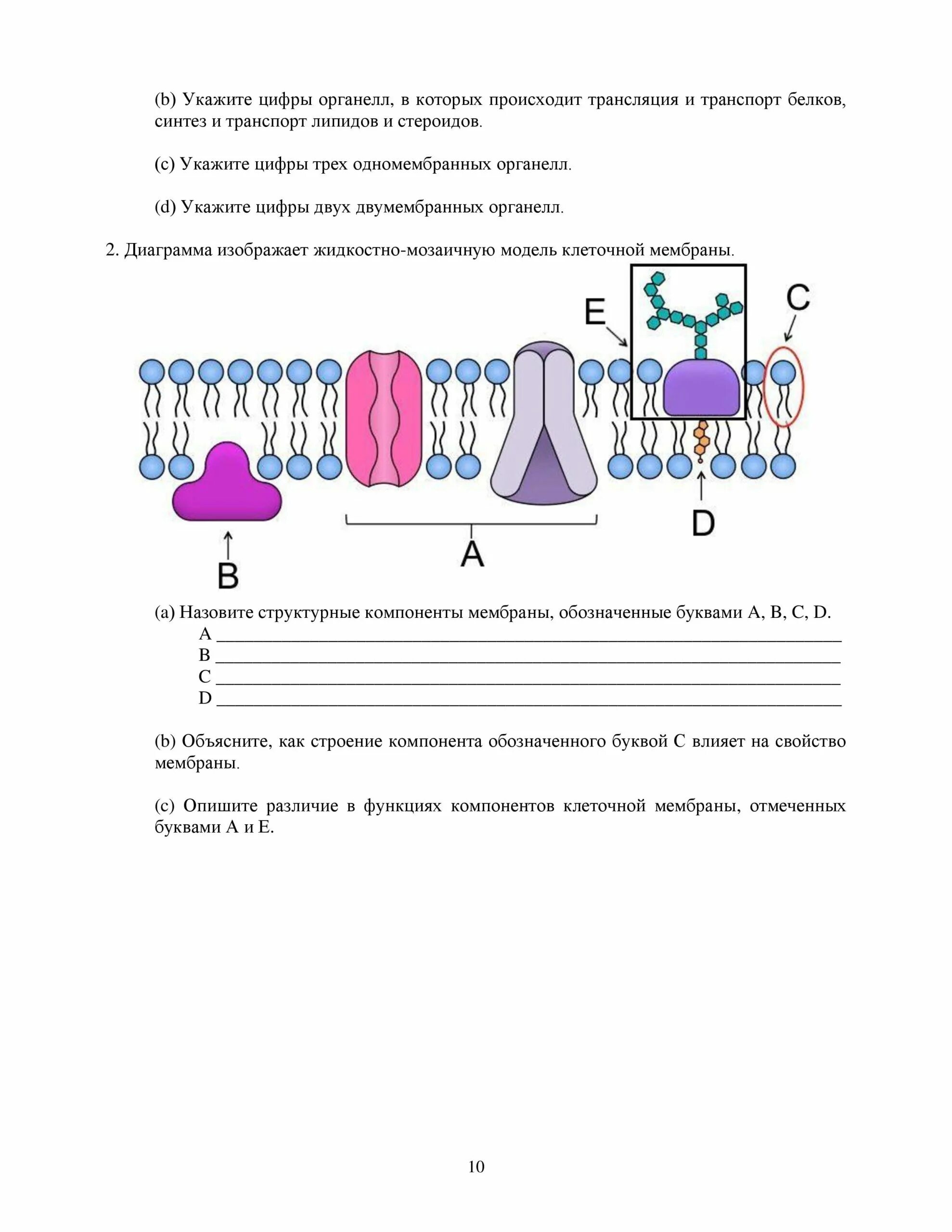 Сор биология 10 класс 3 четверть. Сор 10 кл огн. Соч по химии 11 класс